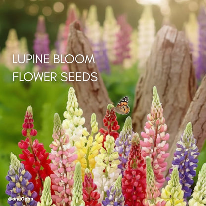 Lupine Bloom Flower Seeds