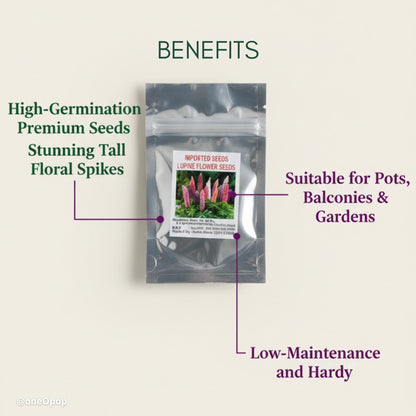 Lupine Bloom Flower Seeds