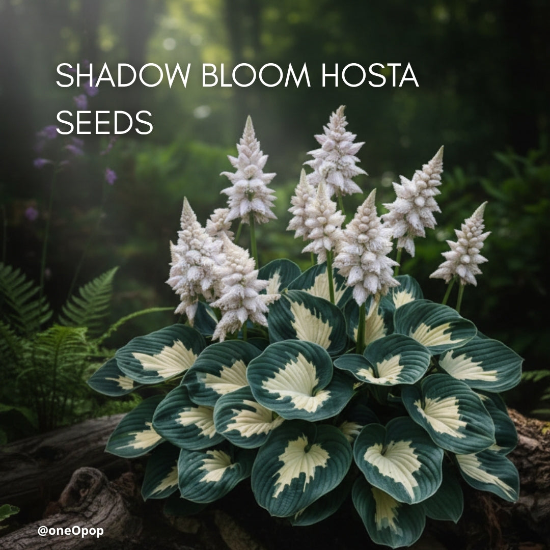 ShadowBloom Hosta Seeds