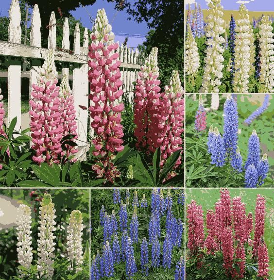 Lupine Bloom Flower Seeds