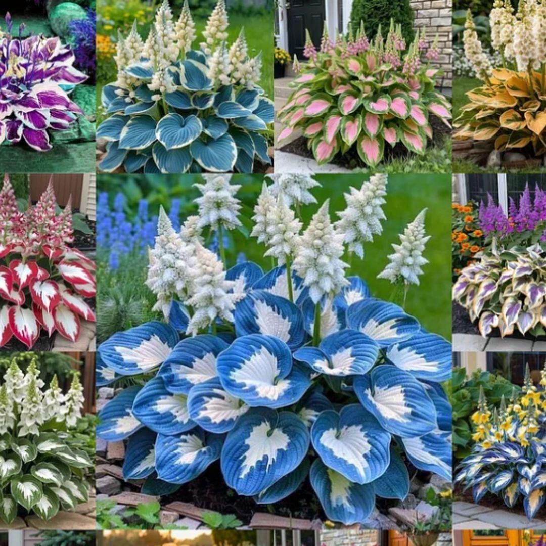 ShadowBloom Hosta Seeds